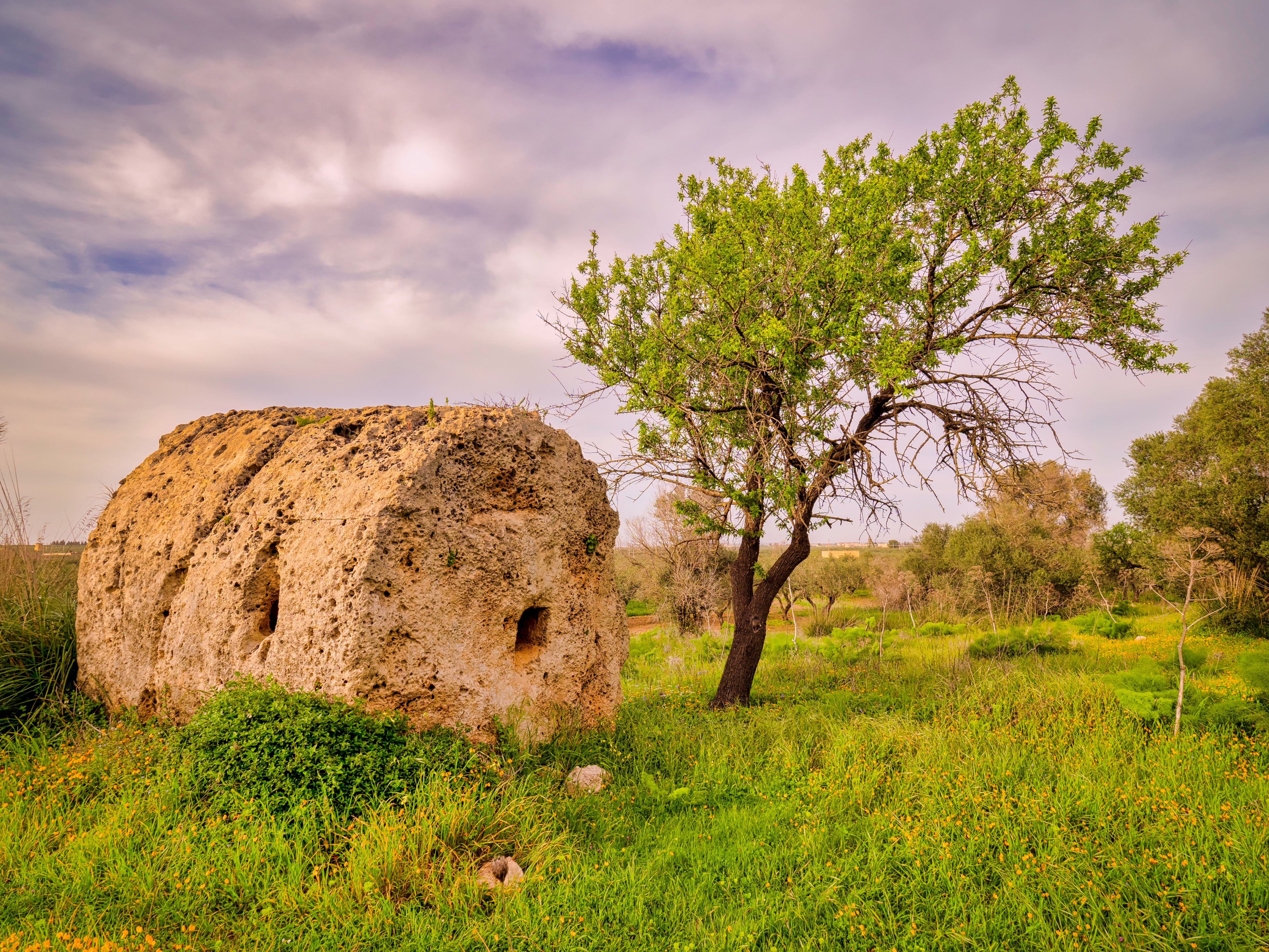 Stone & Tree